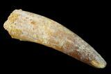 Spinosaurus Tooth - Real Dinosaur Tooth #136237-1